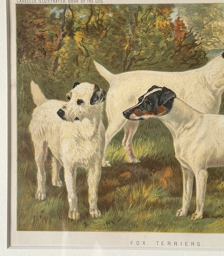 Fox Terriers 19th Century Chromolithograph from Cassell's Illustrated Book - Image 4