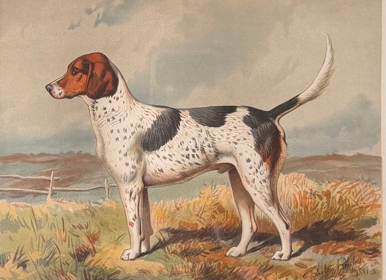 Foxhound 'Archer' 19th Century Chromolithograph from Cassell's Illustrated Book - Image 2
