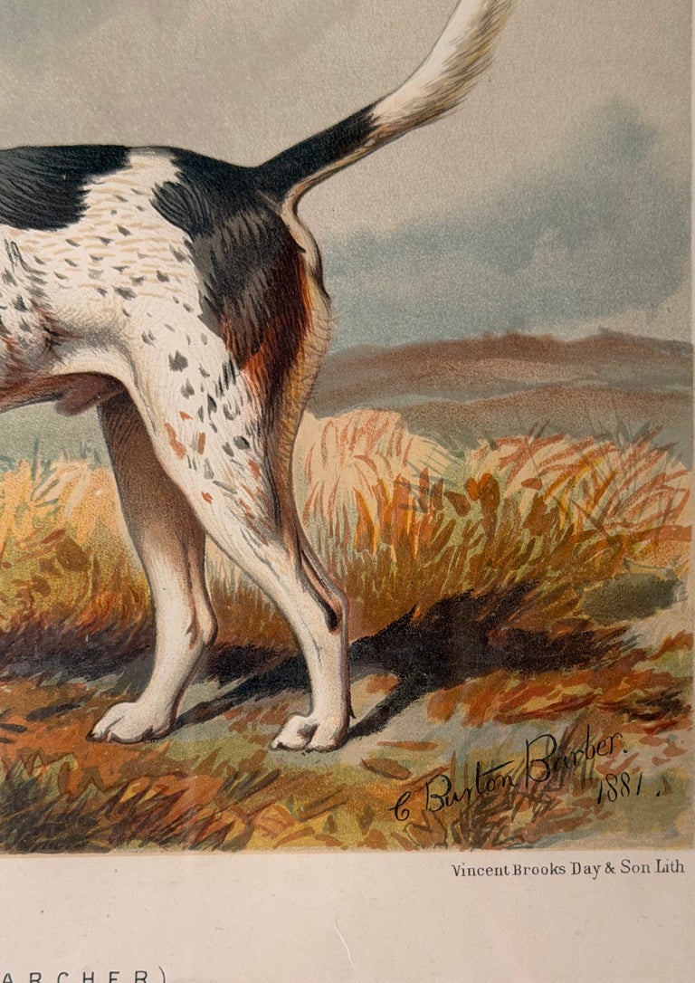 Foxhound 'Archer' 19th Century Chromolithograph from Cassell's Illustrated Book - Image 3