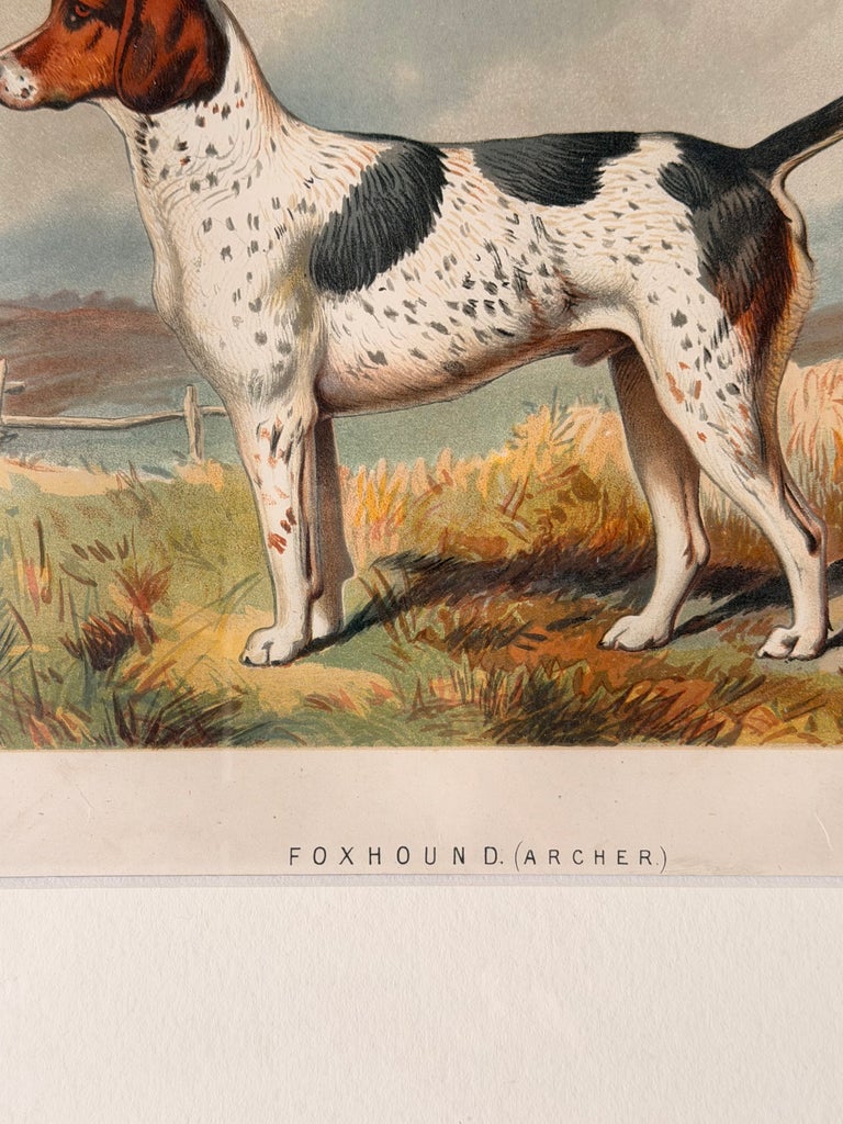 Foxhound 'Archer' 19th Century Chromolithograph from Cassell's Illustrated Book - Image 4