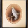 Victorian White Cockatoo Bird with Yellow Crest Perched in Interior Signed