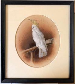 Victorian White Cockatoo Bird with Yellow Crest Perched in Interior Signed