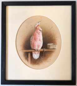 Victorian Pink Cockatoo on a Perch with Feeding Bowl Signed Watercolor Painting