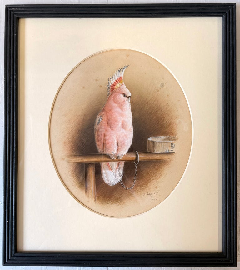 Victorian Pink Cockatoo on a Perch with Feeding Bowl Signed Watercolor Painting