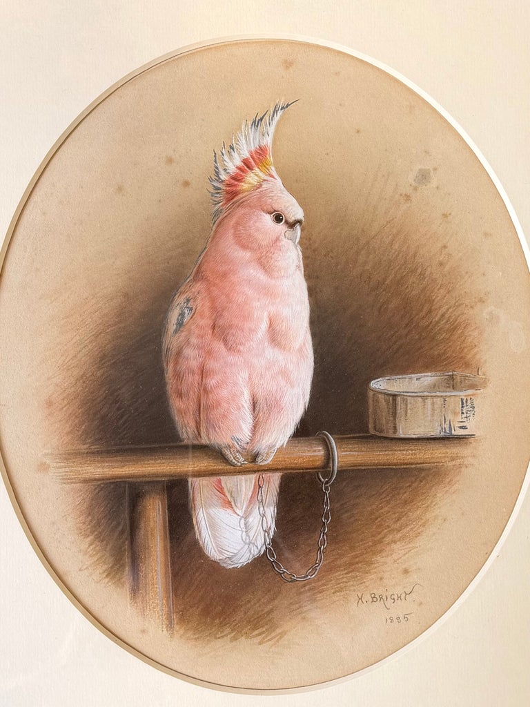 Victorian Pink Cockatoo on a Perch with Feeding Bowl Signed Watercolor Painting - Image 2