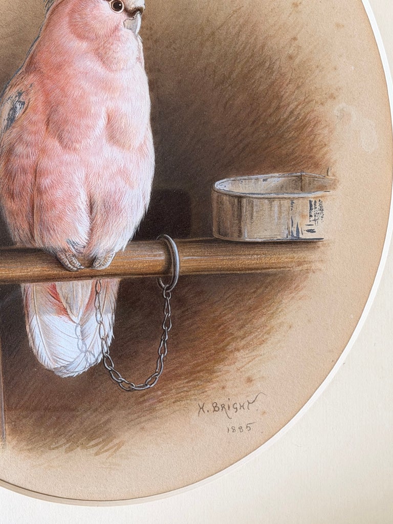 Victorian Pink Cockatoo on a Perch with Feeding Bowl Signed Watercolor Painting - Image 3