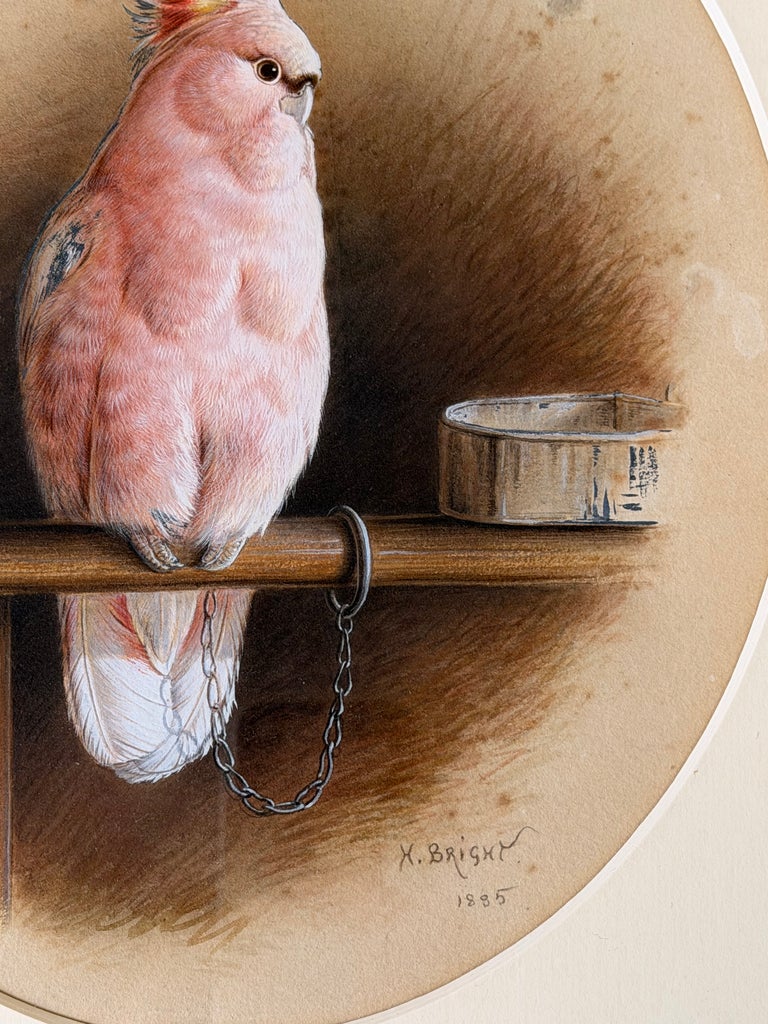 Victorian Pink Cockatoo on a Perch with Feeding Bowl Signed Watercolor Painting - Image 4